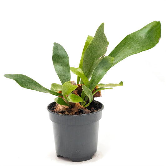 Staghorn Fern