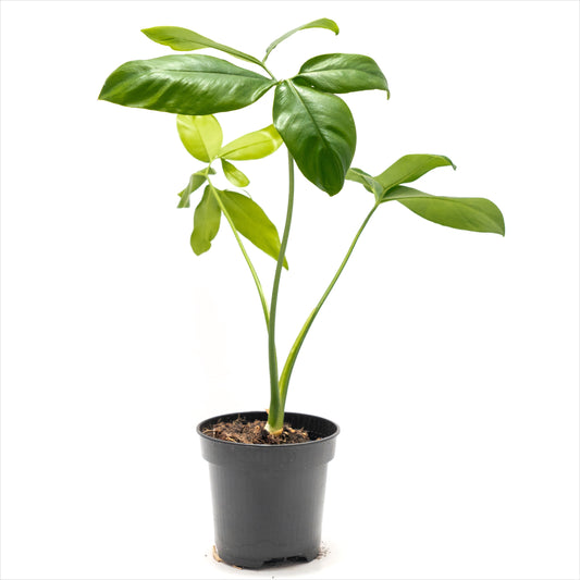 Philodendron goeldii