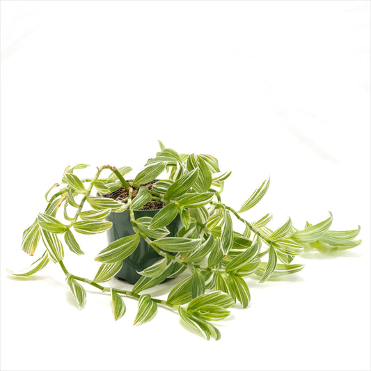 Tradescantia Green