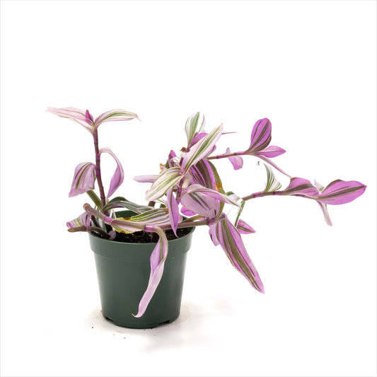 Tradescantia 'Nanouk'