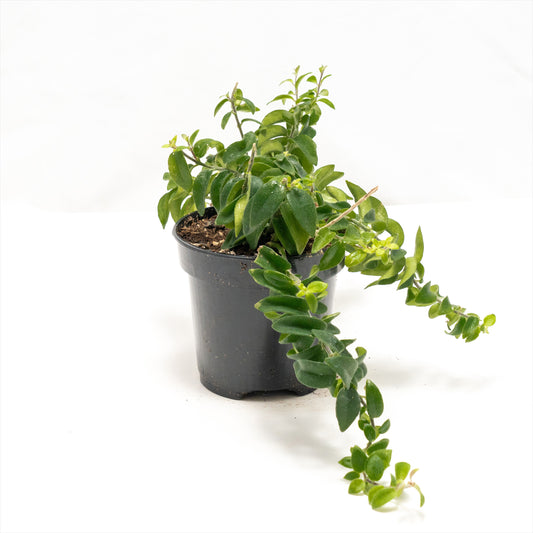 Lipstick Vine 'Twisted'