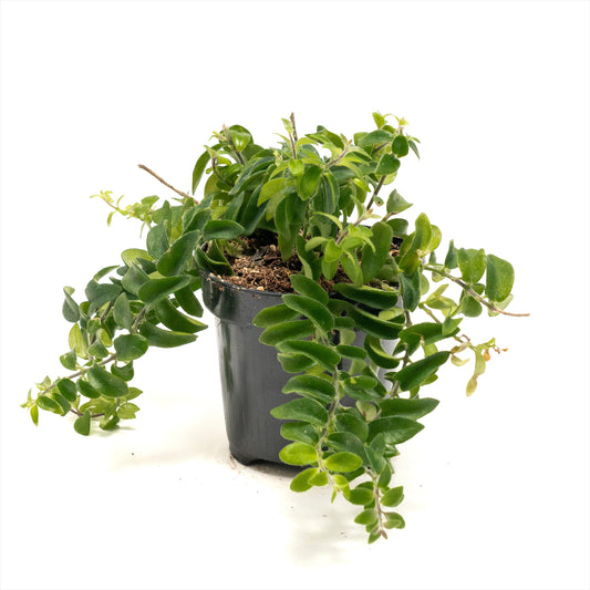 Lipstick Vine 'Twisted'