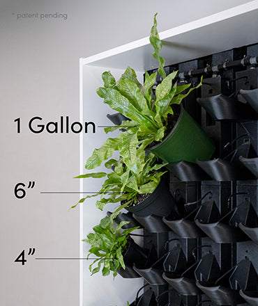 Tevagrow Self-watering System