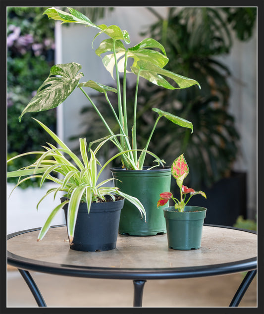 4 inch and 6 inch pot compatible