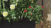 Tevagrow™ – TevaWall™ Garden