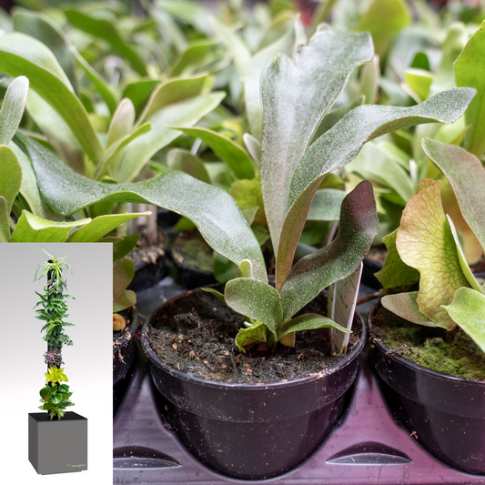 Plants for TevaTower™