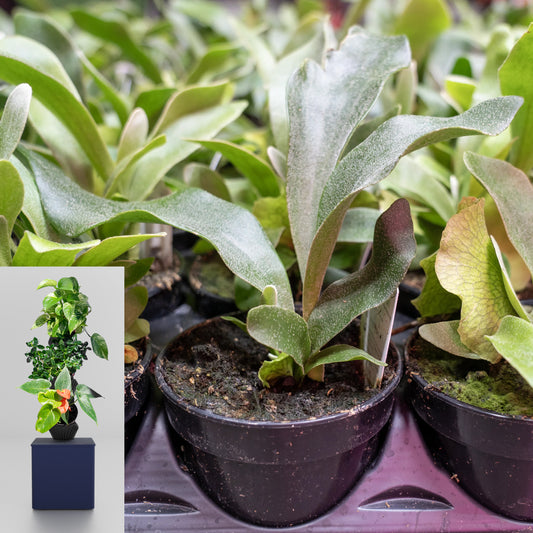 3 x 4" Tropical Plants