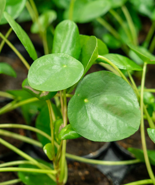 Plants Exceptional Quality